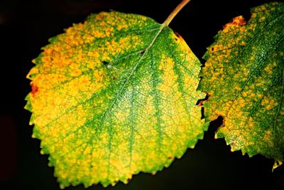 Close-up of water drops on leaf during autumn