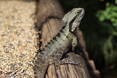 Close-up of eastern water dragon lizard sunbathing 