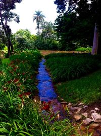 grass