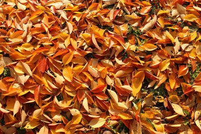 Full frame shot of autumn leaves