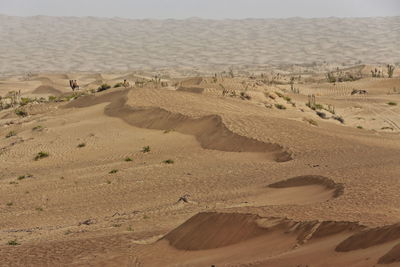 Sand dunes in desert