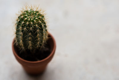 Close-up of cactus in potted plant