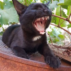 Close-up of cat sitting on tree