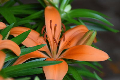 Close-up of orange flowering plant