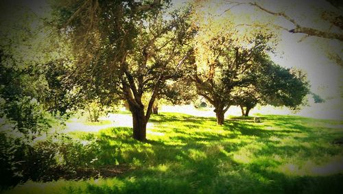 Trees on grassy field