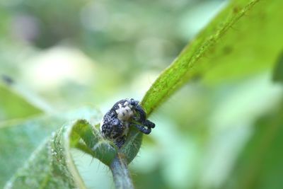 Close-up of insect on leaf