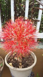 Close-up of potted cactus plant