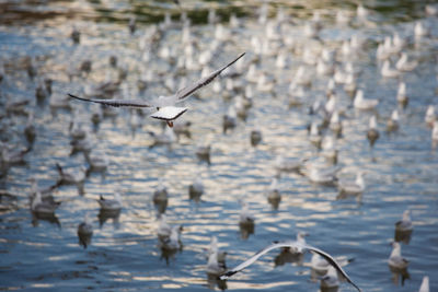 High angle view of gray heron flying over water