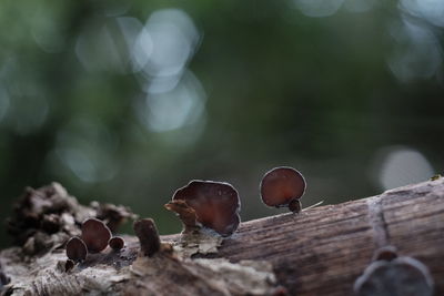 Close-up of mushroom growing on wood