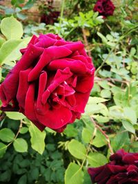 Close-up of red rose blooming outdoors