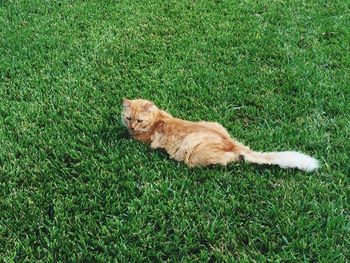 Cat lying on grass