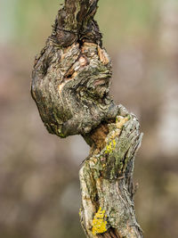 Close-up of tree trunk