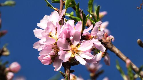 Close-up of pink cherry blossom