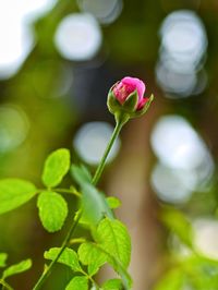 Close-up of pink flowering plant