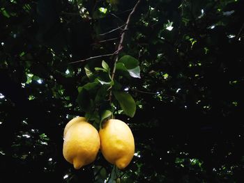 Close-up of fruits on tree