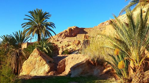 Scenic view of landscape against clear sky