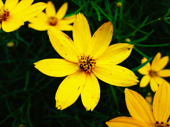 Close-up of yellow flower