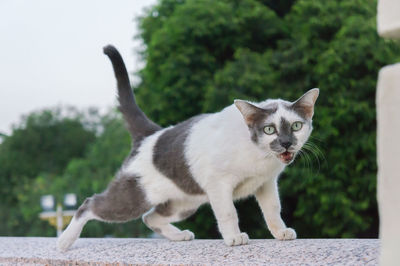 Portrait of a cat