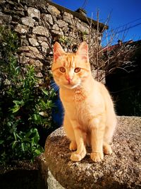 Portrait of cat sitting outdoors