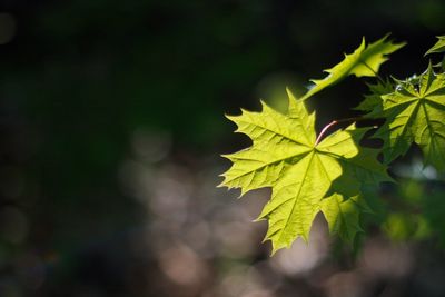 Close-up of maple leaf on branch