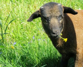 Close-up of sheep on field