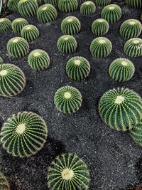 Full frame shot of plants