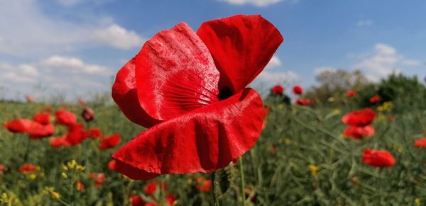 Close-up of red poppy flowers growing on field