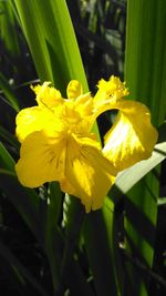Close-up of yellow daffodil blooming outdoors