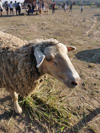 Close-up of sheep on field