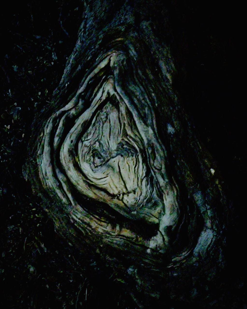 DETAIL OF TREE TRUNK