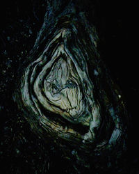 Detail shot of tree trunk