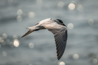 Whiskered tern flying over shimmering ocean