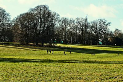 Trees on grassy field