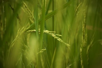 Close-up of wheat growing on field