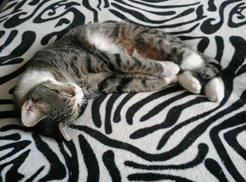 High angle view of cat sleeping on bed