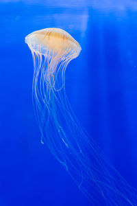 Close-up of jellyfish in sea