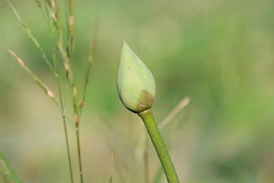 Close-up of flower bud