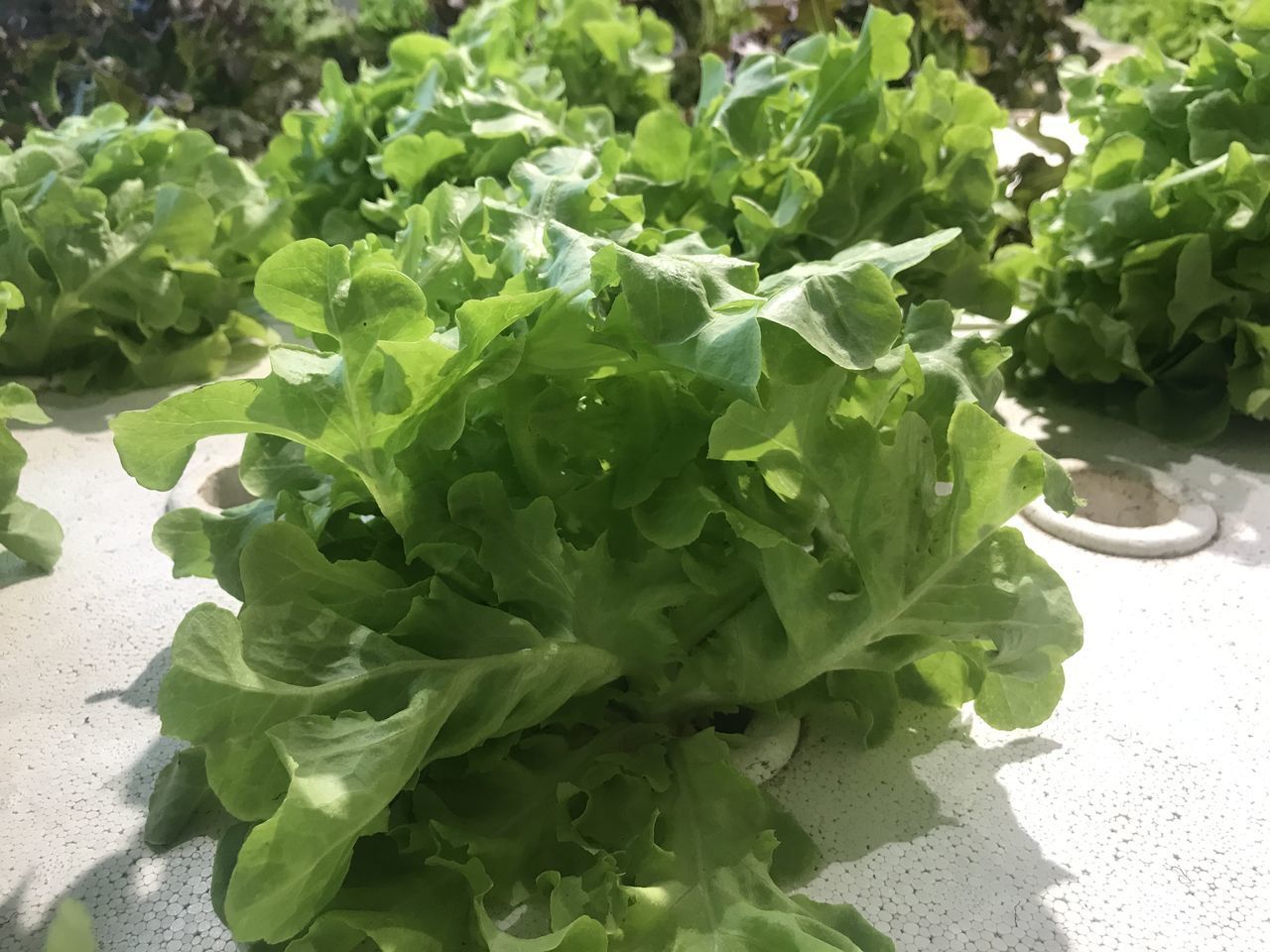 HIGH ANGLE VIEW OF FRESH GREEN LEAVES