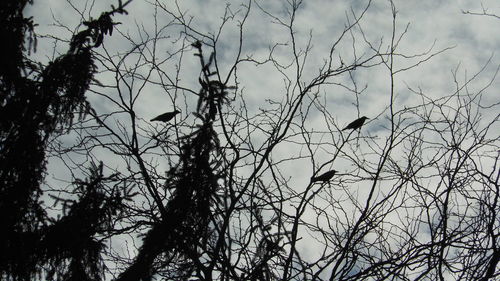 Low angle view of birds perching on branch