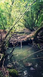 Scenic view of river in forest