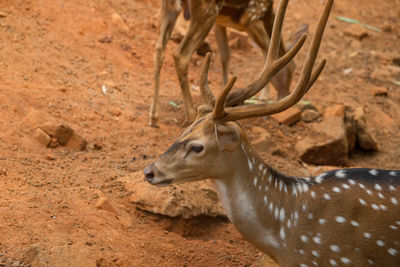 Chital or cheetal deer clustered together in a zoo