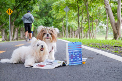 Dogs with books on road
