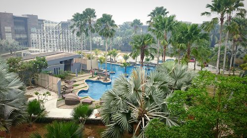 Palm trees with buildings in background