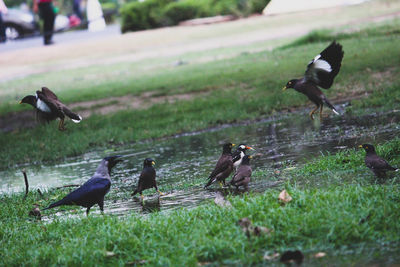 Birds perching on grass by water