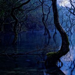 Bare trees in lake against sky