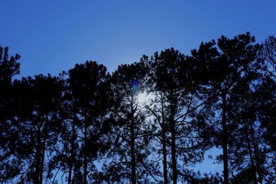 Low angle view of silhouette trees against clear blue sky