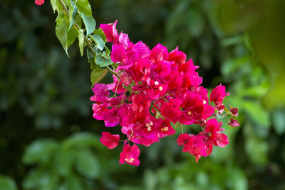 Close-up of pink flowers blooming outdoors