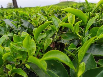 Close-up of fresh green leaves