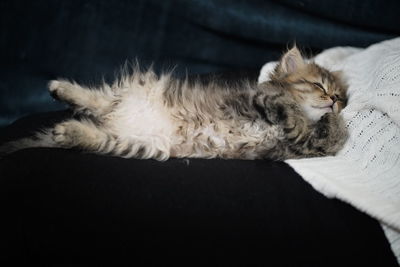 Close-up of cat lying on bed at home