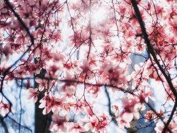 Low angle view of pink cherry blossom
